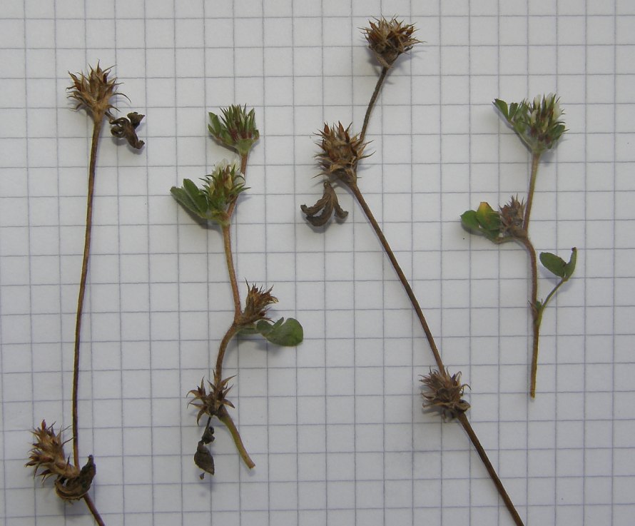 3c-Trifolium-scabrum-F-10-6o-ER.JPG