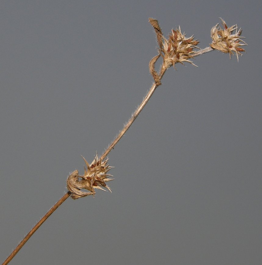 3e-Trifolium-scabrum-F-10-5n-ER.JPG