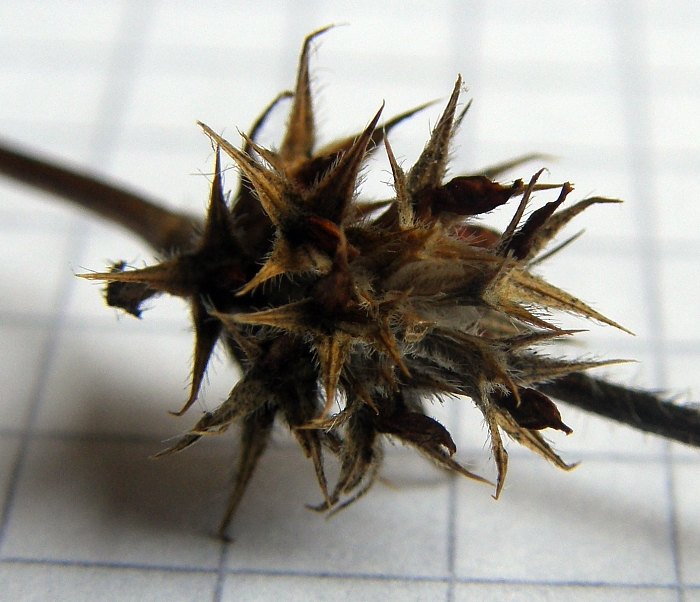 3g-Trifolium-scabrum-F-10-6l-ER.JPG