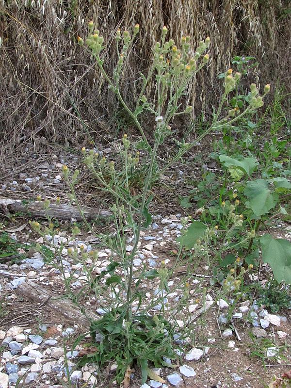 <i>Andryala integrifolia</i> L.