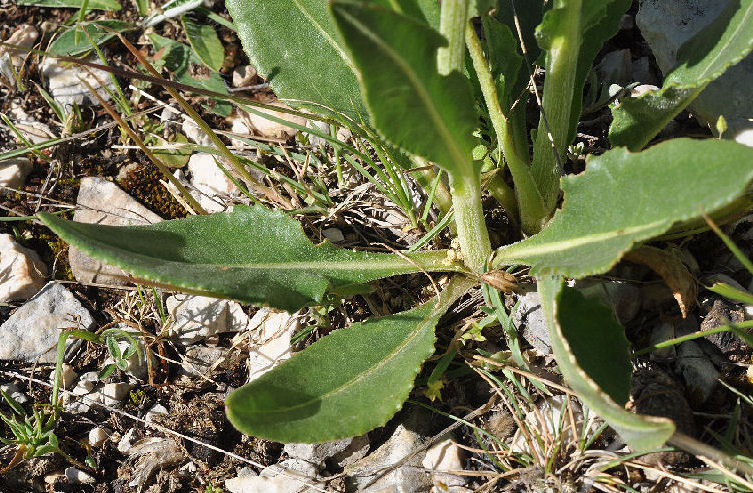 <i>Senecio doronicum</i> (L.) L. subsp. <i>orientalis</i> J.Calvo