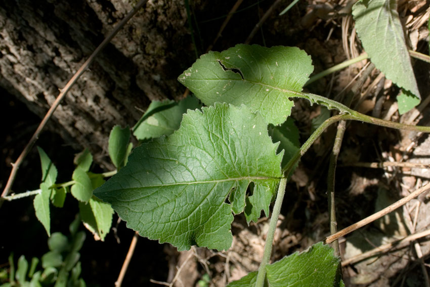 <i>Campanula bononiensis</i> L.