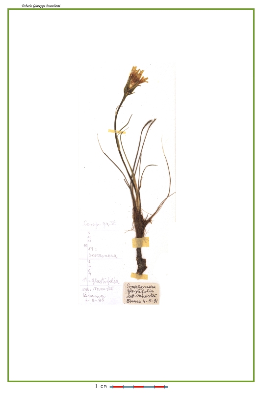 <i>Pseudopodospermum hispanicum</i> (L.) Zaika, Sukhor. & N.Kilian
