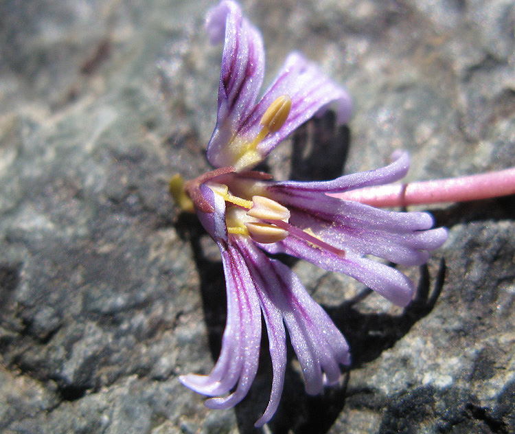 <i>Soldanella pusilla</i> Baumg. subsp. <i>alpicola</i> (F.K.Mey.) Chrtek