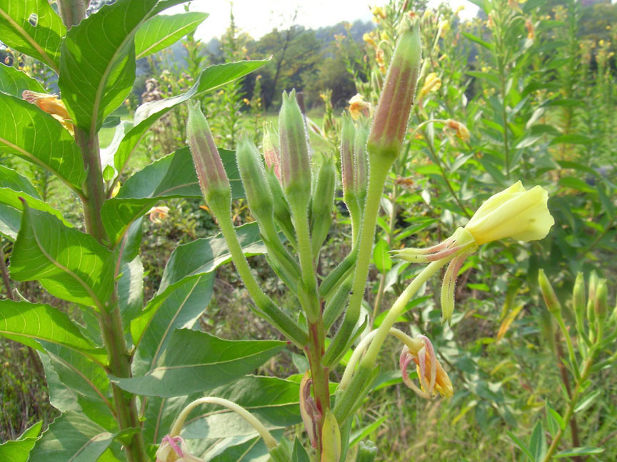 <i>Oenothera sesitensis</i> Soldano