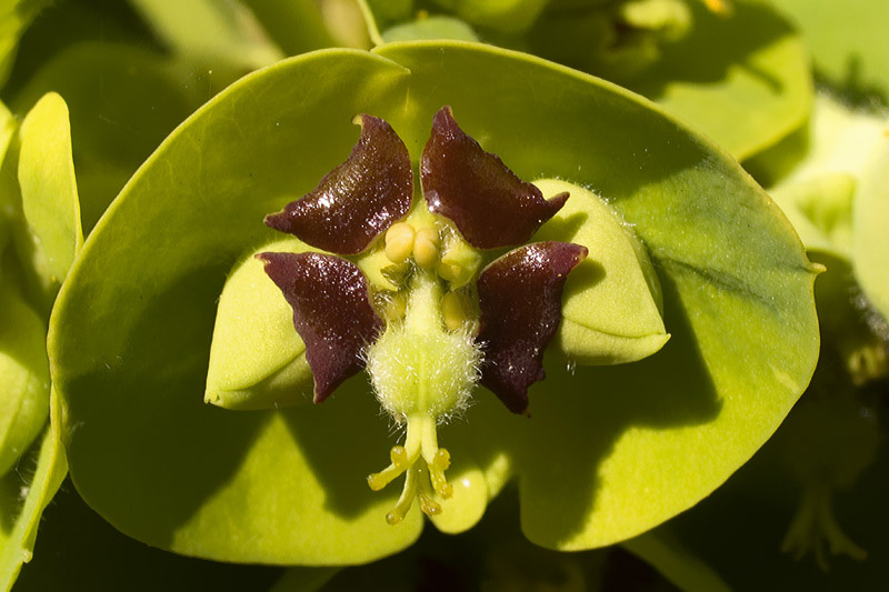 <i>Euphorbia characias</i> L.