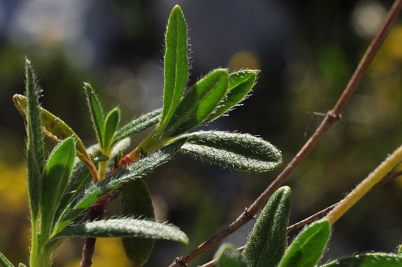 <i>Helianthemum oelandicum</i> (L.) Dum.Cours. subsp. <i>alpestre</i> (Jacq.) Ces.