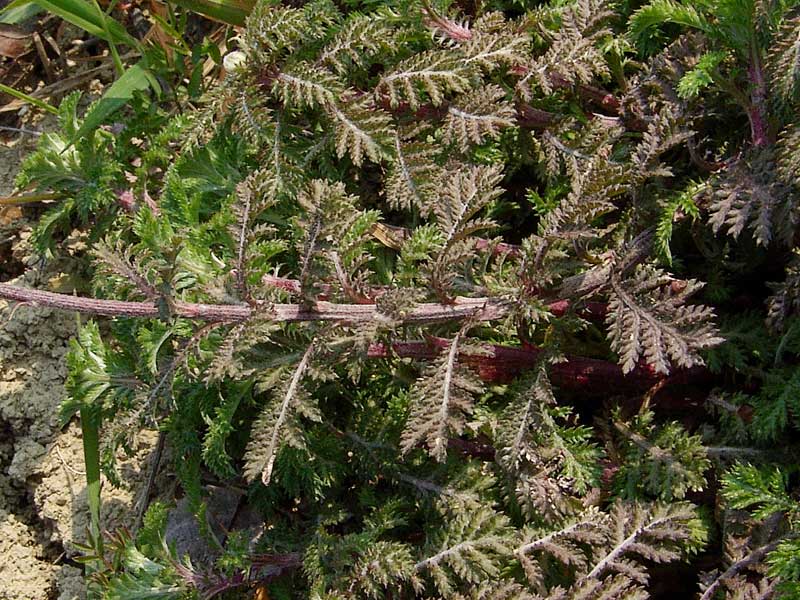 <i>Cota tinctoria</i> (L.) J.Gay subsp. <i>tinctoria</i>