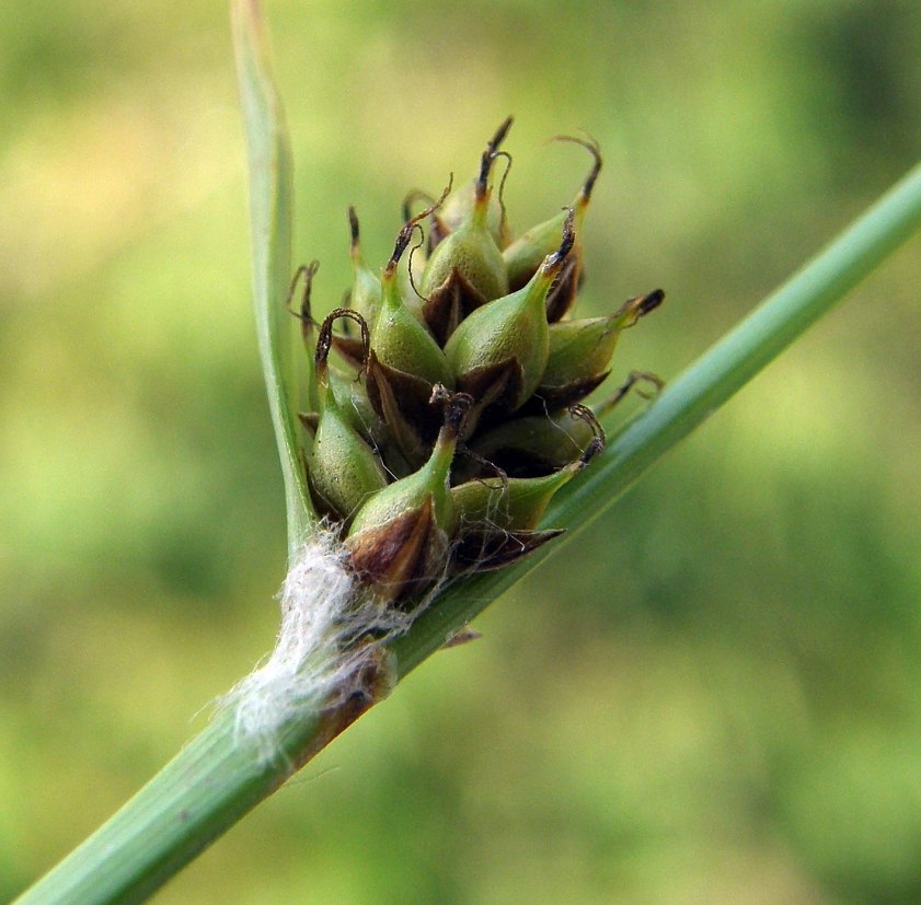 <i>Carex distans</i> L.
