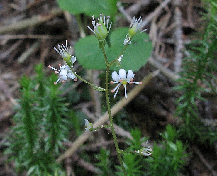 <i>Saxifraga cuneifolia</i> L. subsp. <i>robusta</i> D.A.Webb