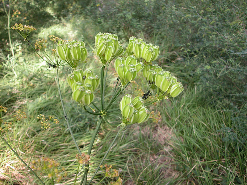 <i>Heptaptera angustifolia</i> (Bertol.) Tutin