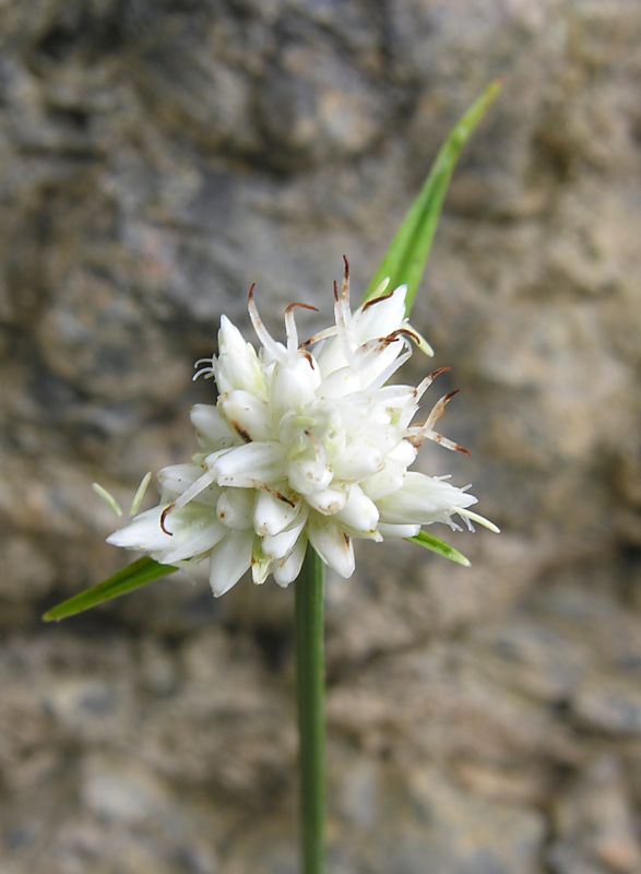 <i>Carex baldensis</i> L.