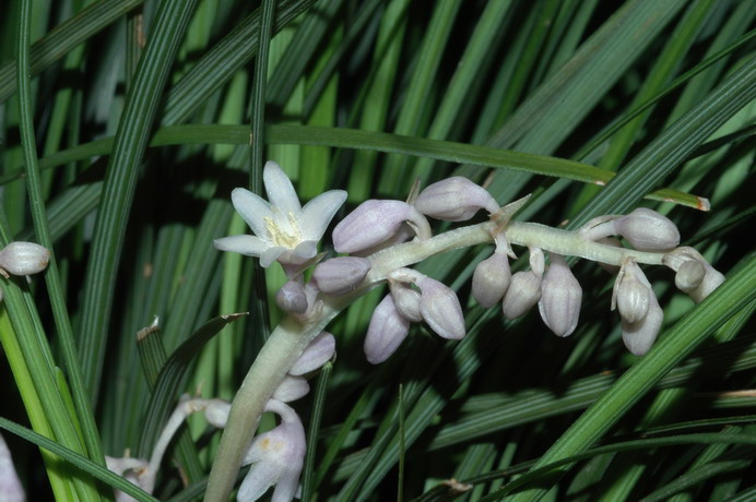 <i>Ophiopogon japonicus</i> (L.f.) Ker Gawl.