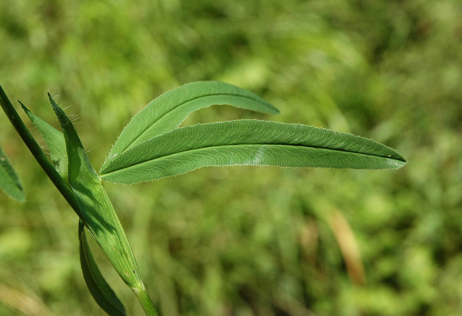 <i>Trifolium rubens</i> L.