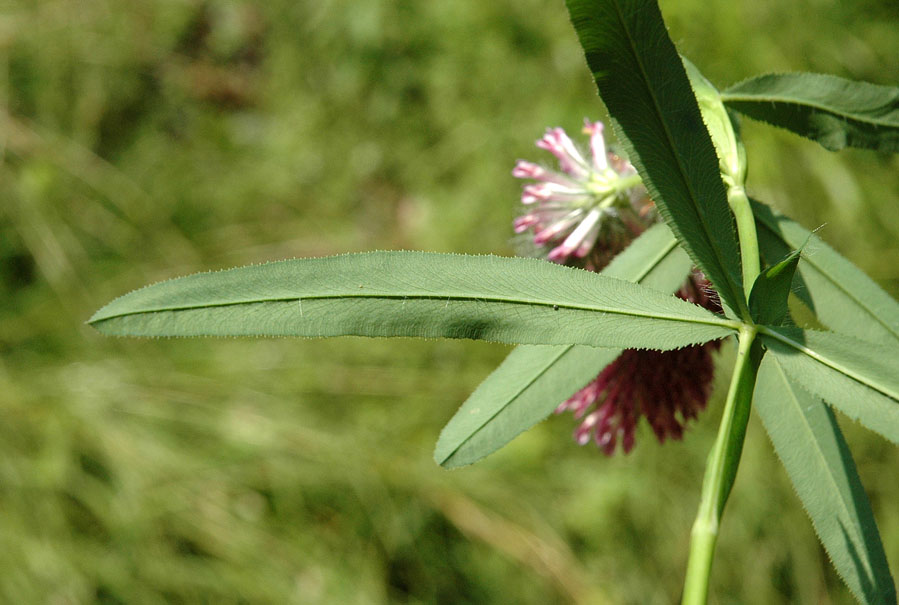 <i>Trifolium rubens</i> L.