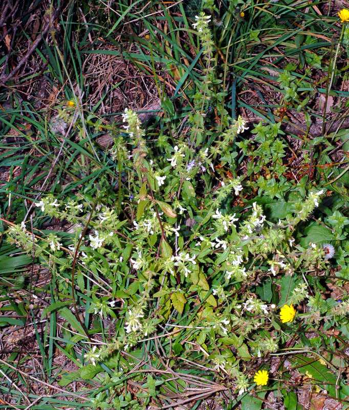 <i>Stachys annua</i> (L.) L. subsp. <i>annua</i>