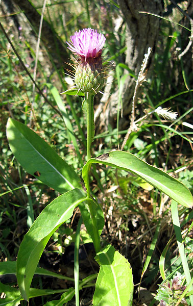 <i>Klasea flavescens</i> (L.) Holub subsp. <i>cichoracea</i> (L.) Greuter & Wagenitz
