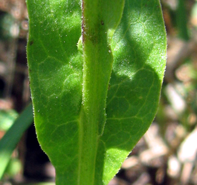 <i>Klasea flavescens</i> (L.) Holub subsp. <i>cichoracea</i> (L.) Greuter & Wagenitz