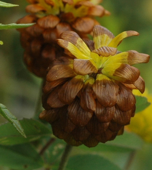 <i>Trifolium badium</i> Schreb.