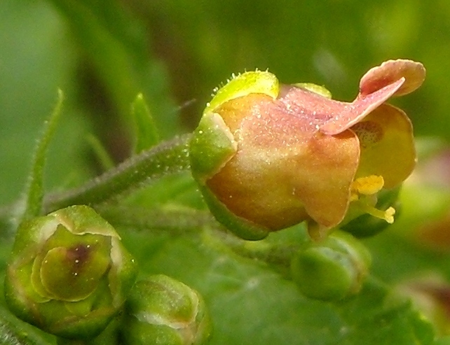<i>Scrophularia scopolii</i> Hoppe ex Pers.