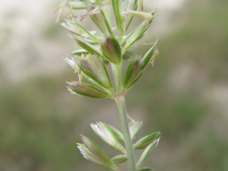 <i>Koeleria macrantha</i> (Ledeb.) Schult. subsp. <i>macrantha</i>