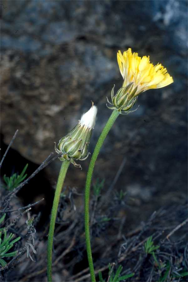 <i>Crepis albida</i> Vill. subsp. <i>albida</i>
