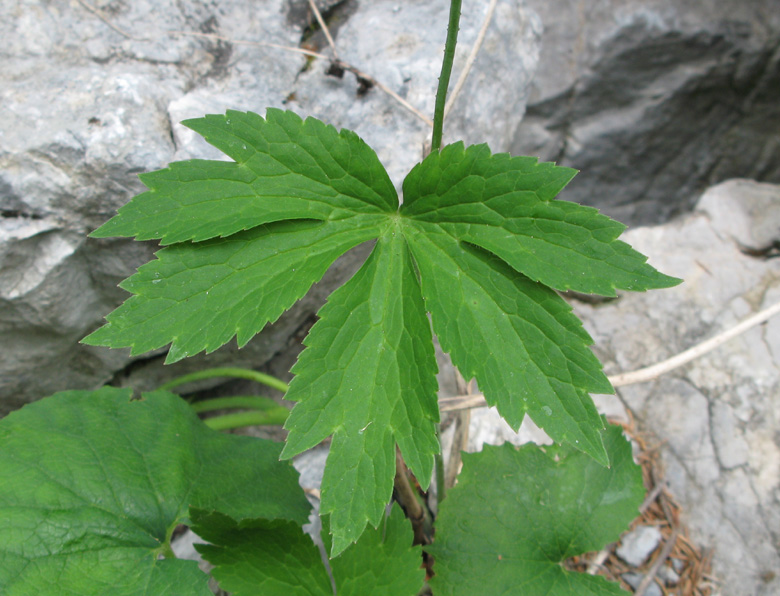 <i>Ranunculus platanifolius</i> L.