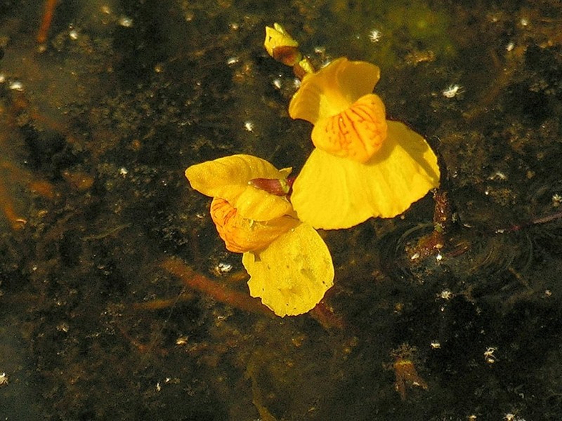 utricularia_australis.jpg