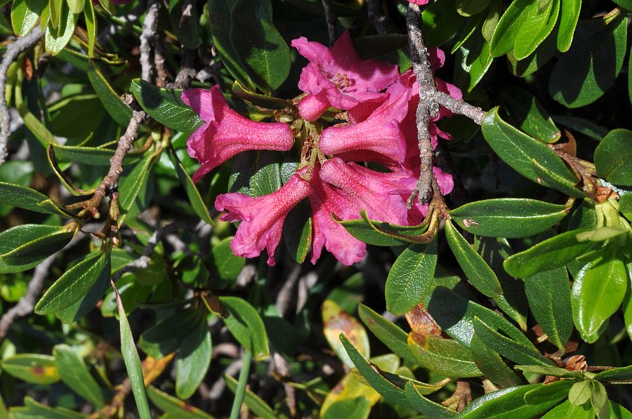 Rhododendron ferrugineum62 varena luglio 2010.jpg