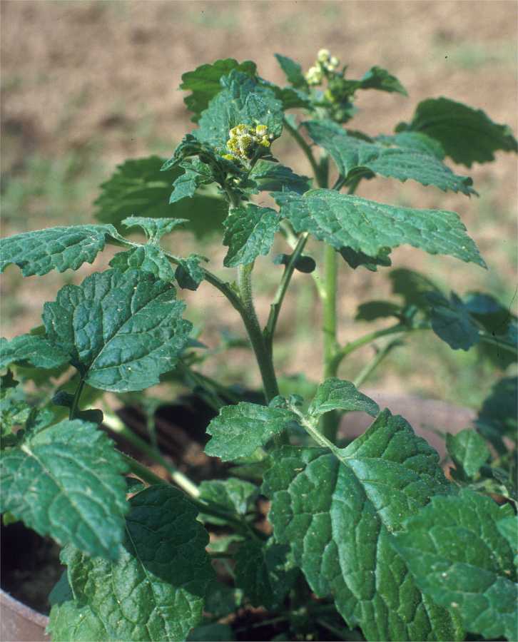 <i>Dichrocephala integrifolia</i> (L.f.) Kuntze