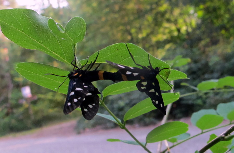 Amata phegea L. Lepidoptera, Arctiidae (Pretino) (4).JPG