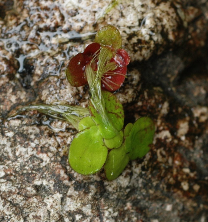 <i>Spirodela polyrhiza</i> (L.) Schleid.