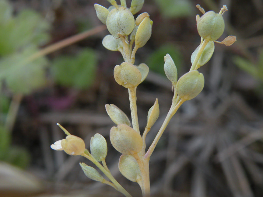 <i>Lepidium sativum</i> L. subsp. <i>sativum</i>