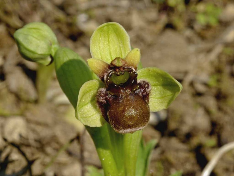 Ophrys_bombyliflora.jpg