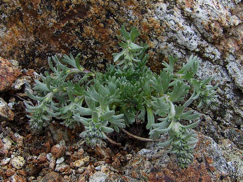 Artemisia-genepi-Weber.jpg