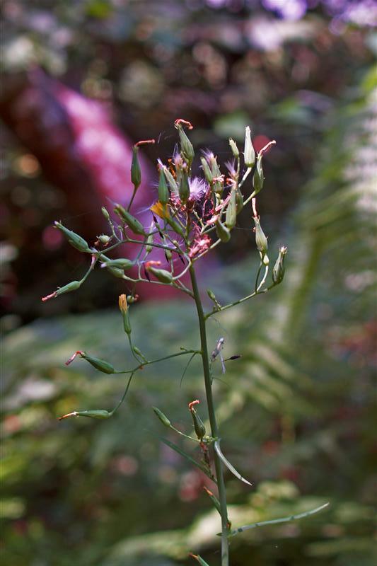 <i>Lactuca quercina</i> L. subsp. <i>quercina</i>