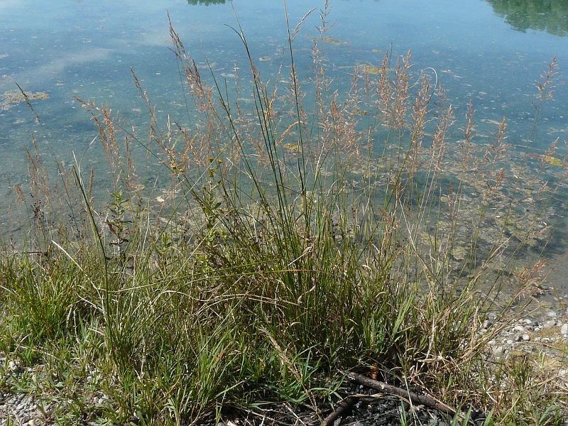 <i>Agrostis stolonifera</i> L.