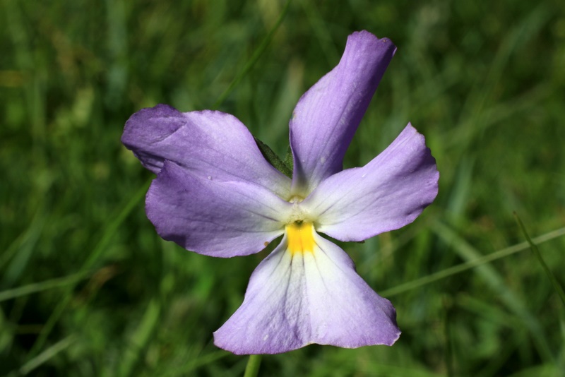 <i>Viola calcarata</i> L. subsp. <i>villarsiana</i> (Roem. & Schult.) Merxm.