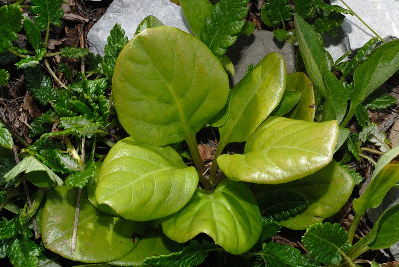 <i>Pyrola rotundifolia</i> L. subsp. <i>rotundifolia</i>