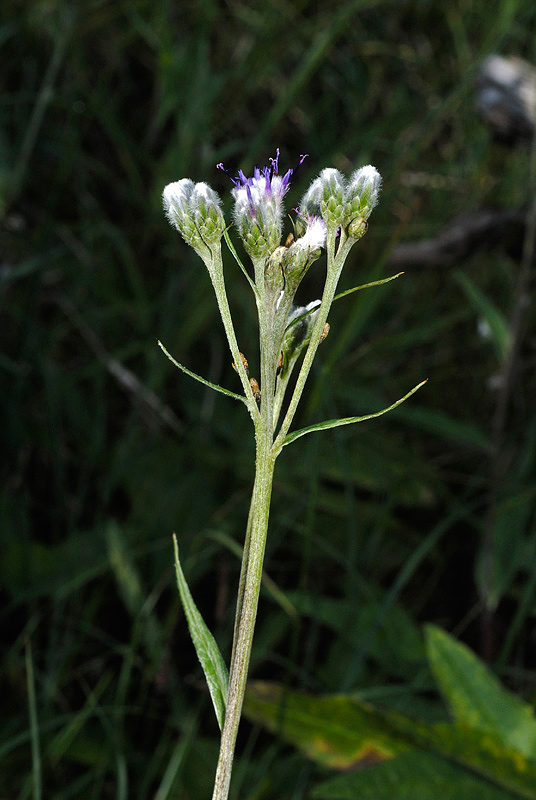 <i>Saussurea alpina</i> (L.) DC. subsp. <i>alpina</i>