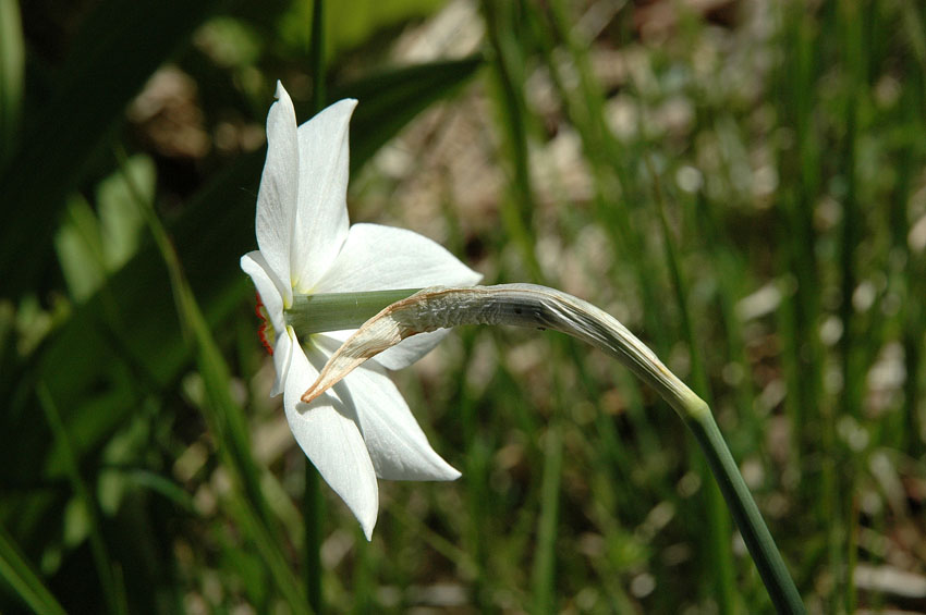 <i>Narcissus poëticus</i> L.