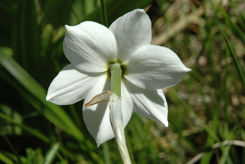 <i>Narcissus poëticus</i> L.