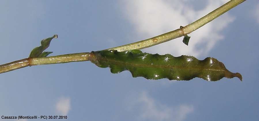 <i>Potamogeton crispus</i> L.
