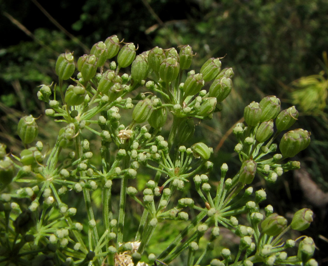 <i>Katapsuxis silaifolia</i> (Jacq.) Reduron, Charpin & Pimenov