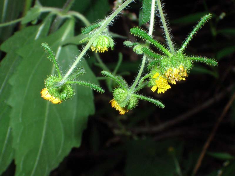 <i>Sigesbeckia orientalis</i> L.