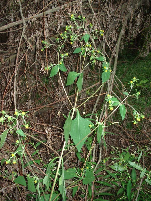<i>Sigesbeckia orientalis</i> L.
