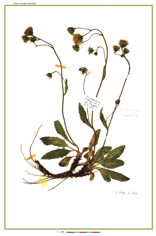 <i>Hieracium schmidtii</i> Tausch