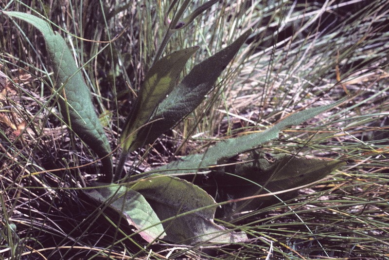<i>Knautia baldensis</i> A.Kern. ex Borbás