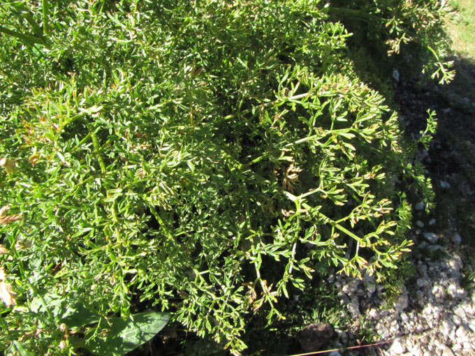 <i>Coristospermum cuneifolium</i> (Guss.) Bertol.
