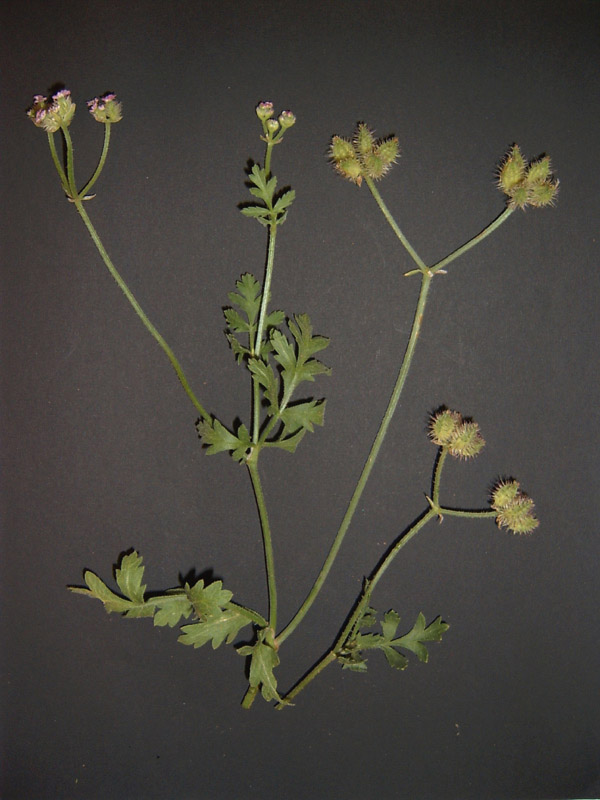<i>Turgenia latifolia</i> (L.) Hoffm.